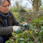 Gardener removes a dead branch from an ornamental shrub with secateurs.