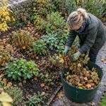Gardener clears autumn leaves and cuttings from a Skipton garden border.