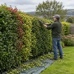 Gardener shapes a mixed hedge with hand shears in Cross Hills.