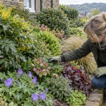 Hardy shrubs, geraniums and ornamental grasses in an easy-care garden.