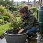 Gardener checks compost moisture beside a newly planted shrub.